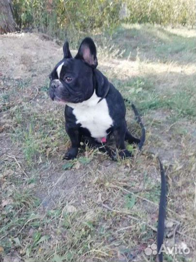 Французский бульдог вязка