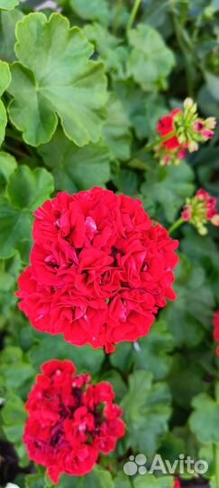 Пеларгония герань