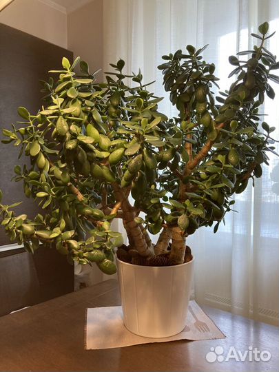 Денежное дерево (толстянка ) - 10 лет