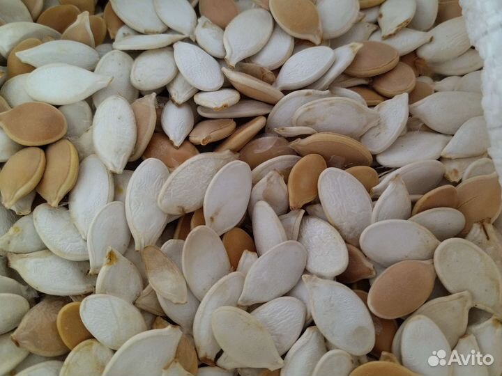 Семечки тыквенные