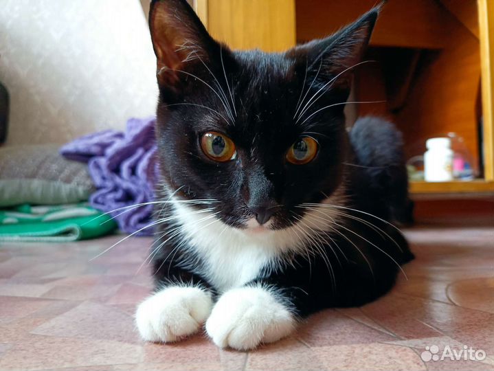 Котята в добрые руки бесплатно