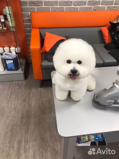 Вязка Бишон фризе (кобель)