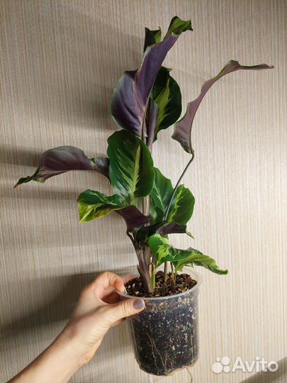 Калатея электрик шок