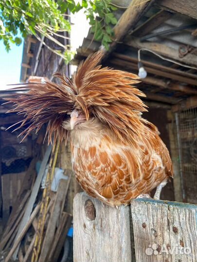 Петушки подуаны