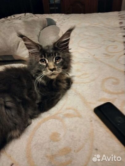 Котята мейн-кун