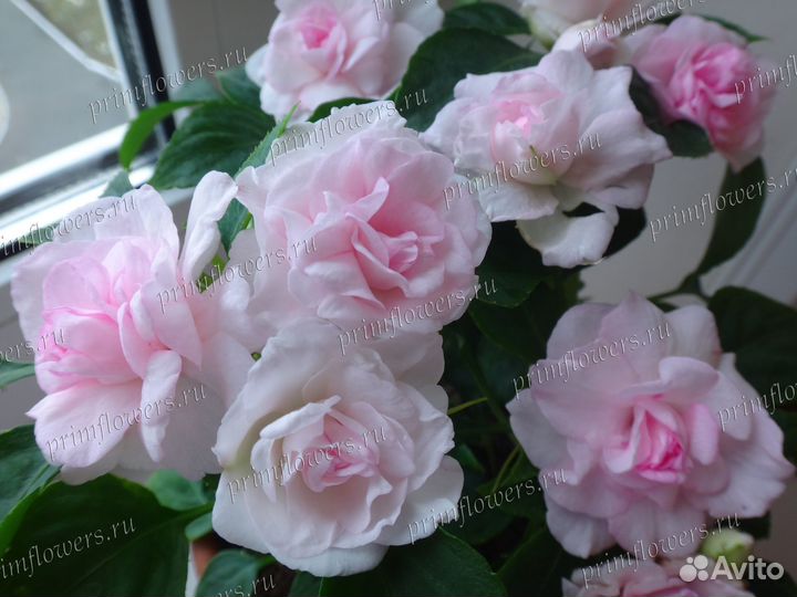 Бальзамин ампельный