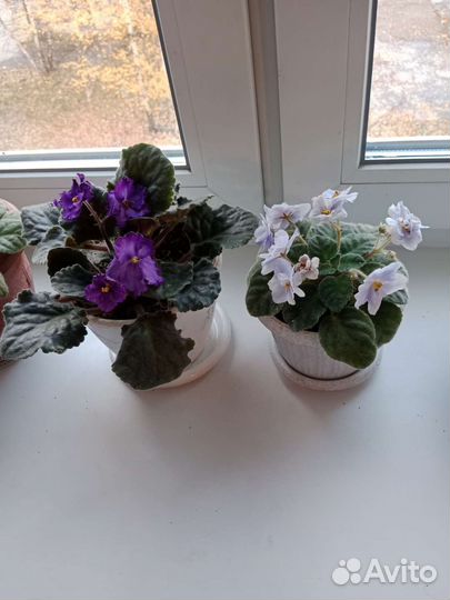 Цветущие фиалки