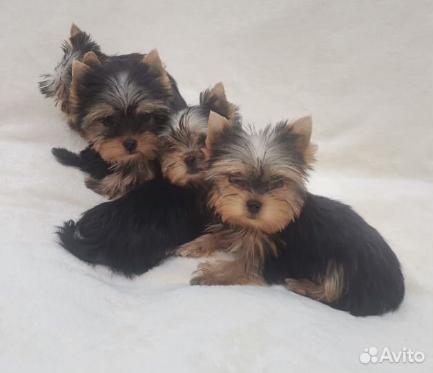 Йоркширский терьер мини беби фейс щенки