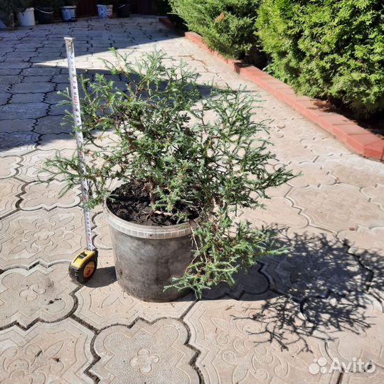 Туя карликовая шаровидная