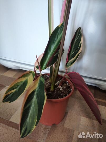 Строманта триколор