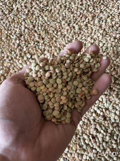 Чечевица зеленая