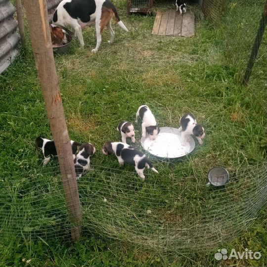 Щенки русской пегой гончей