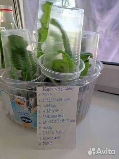 Стрептокарпусы