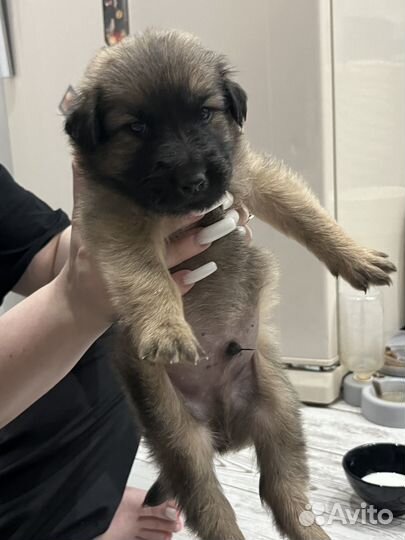 Мальчик, 2 месяца, очень ласковый, к лотку приучен