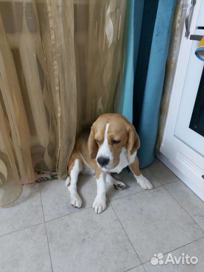 Бигль вязка