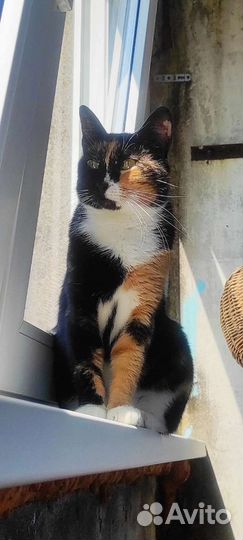 Трëхцветная кошечка в добрые руки