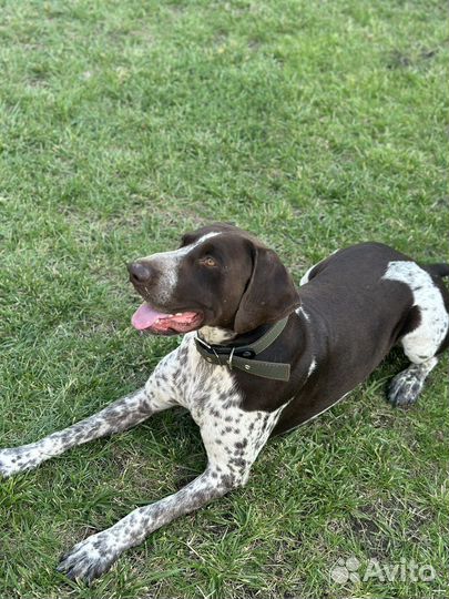 Курцхаар вязка