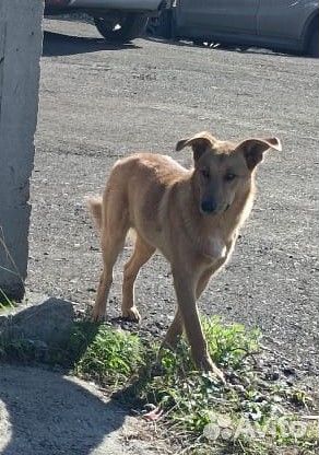 Ищем дом для молодого пёсика