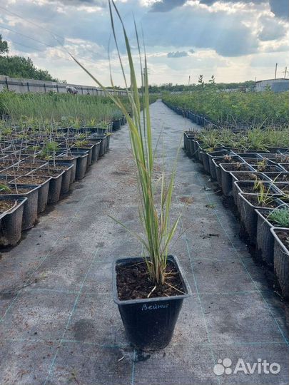 Декоротивные растения в ассортименте