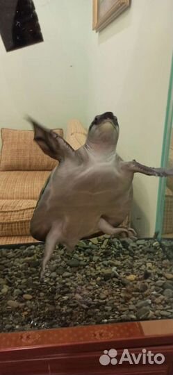 Свинорылая черепаха