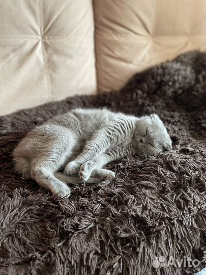 Шотландская кошка