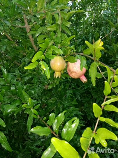 Саженец граната