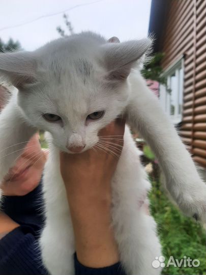 Котята в добрые руки бесплатно