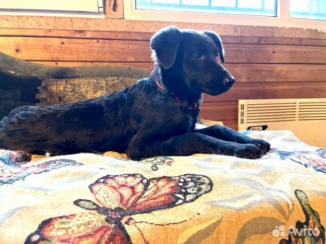 Щенок метис Веста в добрые руки 5 мес