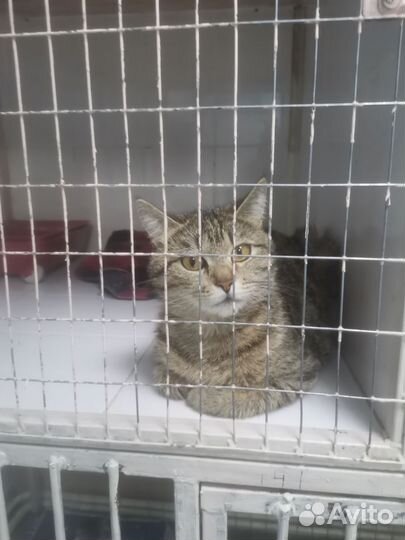 Кошечка в добрые руки