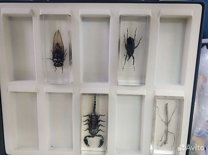 Коллекция насекомых