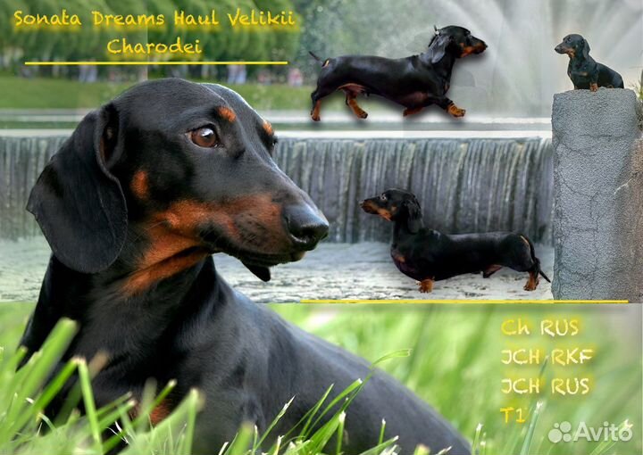 Такса (вязка) миниатюра мальчишка (РКФ)