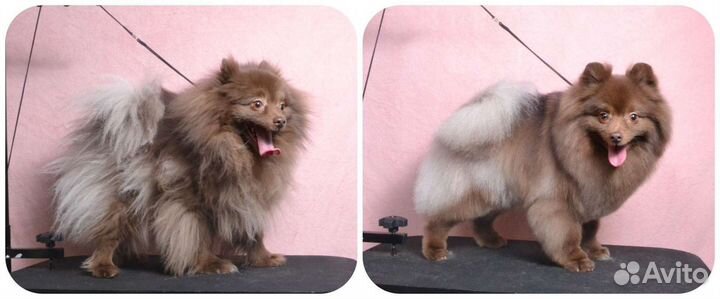 Породный груминг (стрижка) шпица