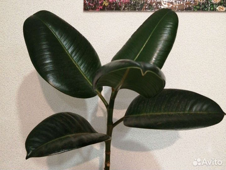 Фикус эластика микс