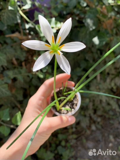 Комнатные растения