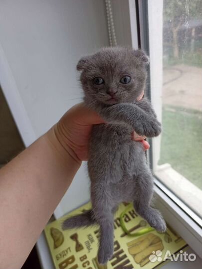 Кошки шотландцы