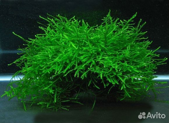 Аквариумные растения прополка