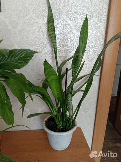 Сансевиерия