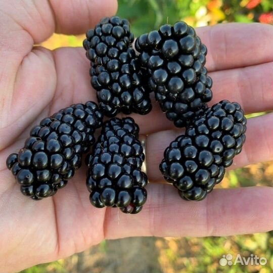 Саженцы ежевики