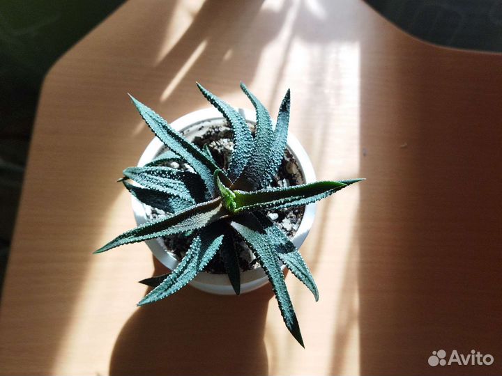 Хавортия жемчужная