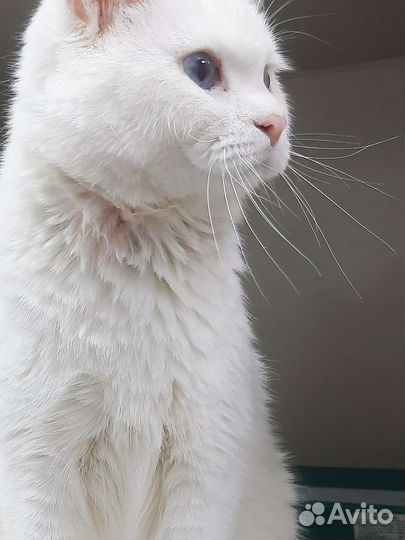 Котик ищет дом