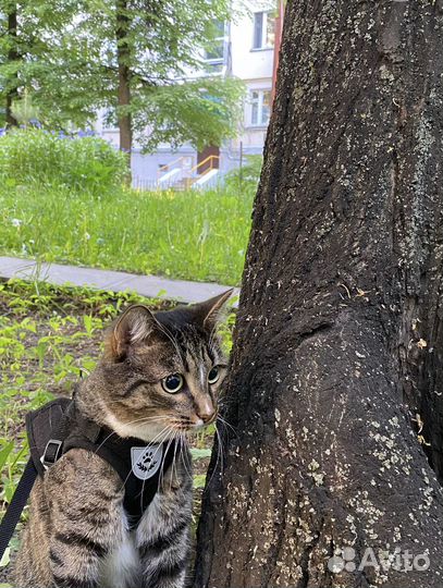 Шлейка-жилет с поводком для кошек и собак