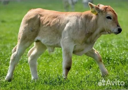 Уникальные телята с гарантией качества