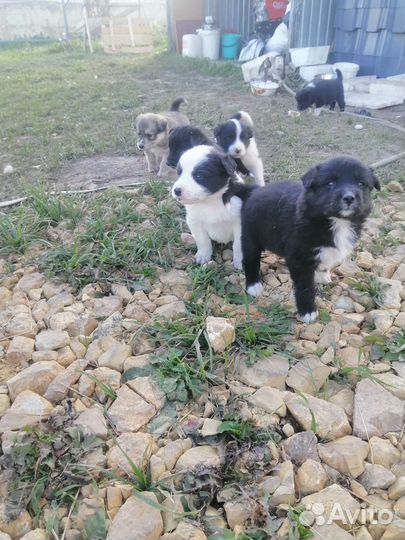 Щенки