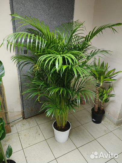 Растения. Стрелиция. Юкка. Хризолидокарпус