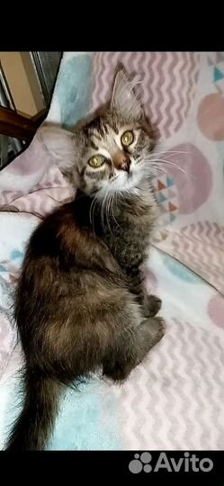 Ищем дом для котят