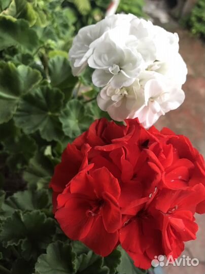 Пеларгония /герань белая полумахровая Кустик