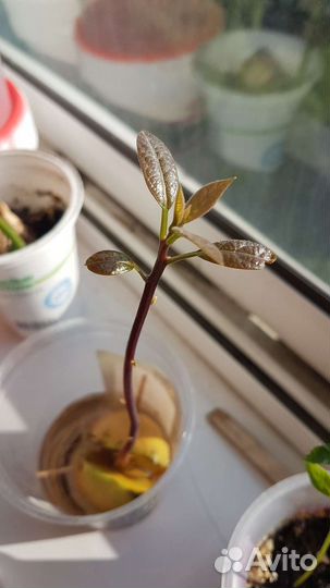 Авокадо растение