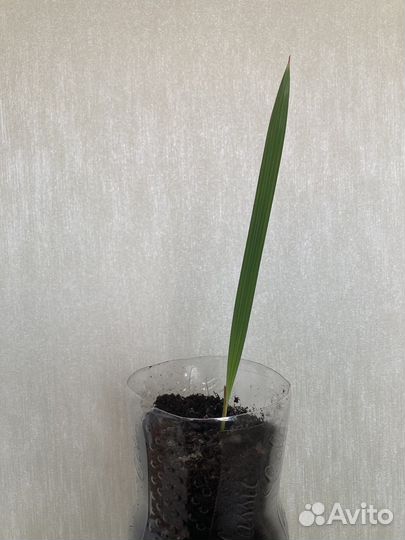 Финиковая пальма