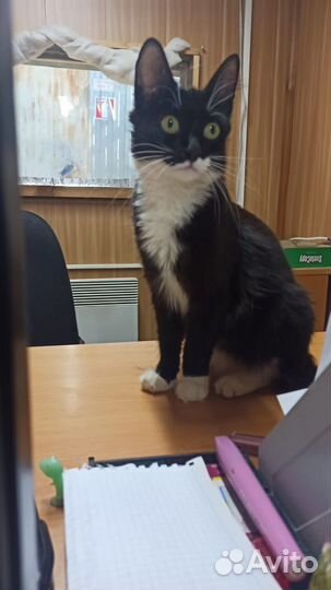 Молодая кошечка ищет дом