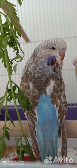 Волнистый попугай ввп